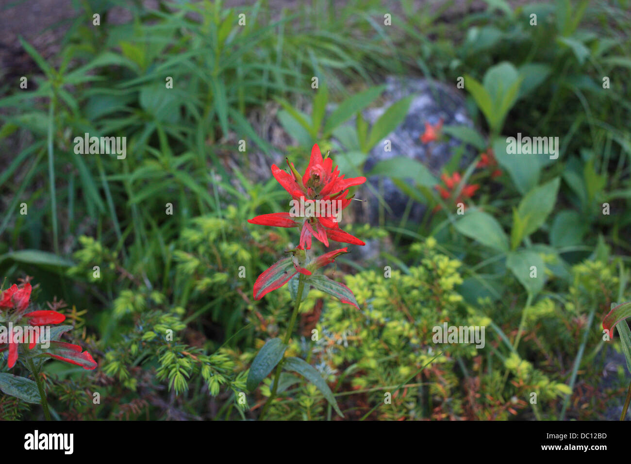Indian paintbrush in the Kananaskis Country, Alberta Stock Photo Alamy