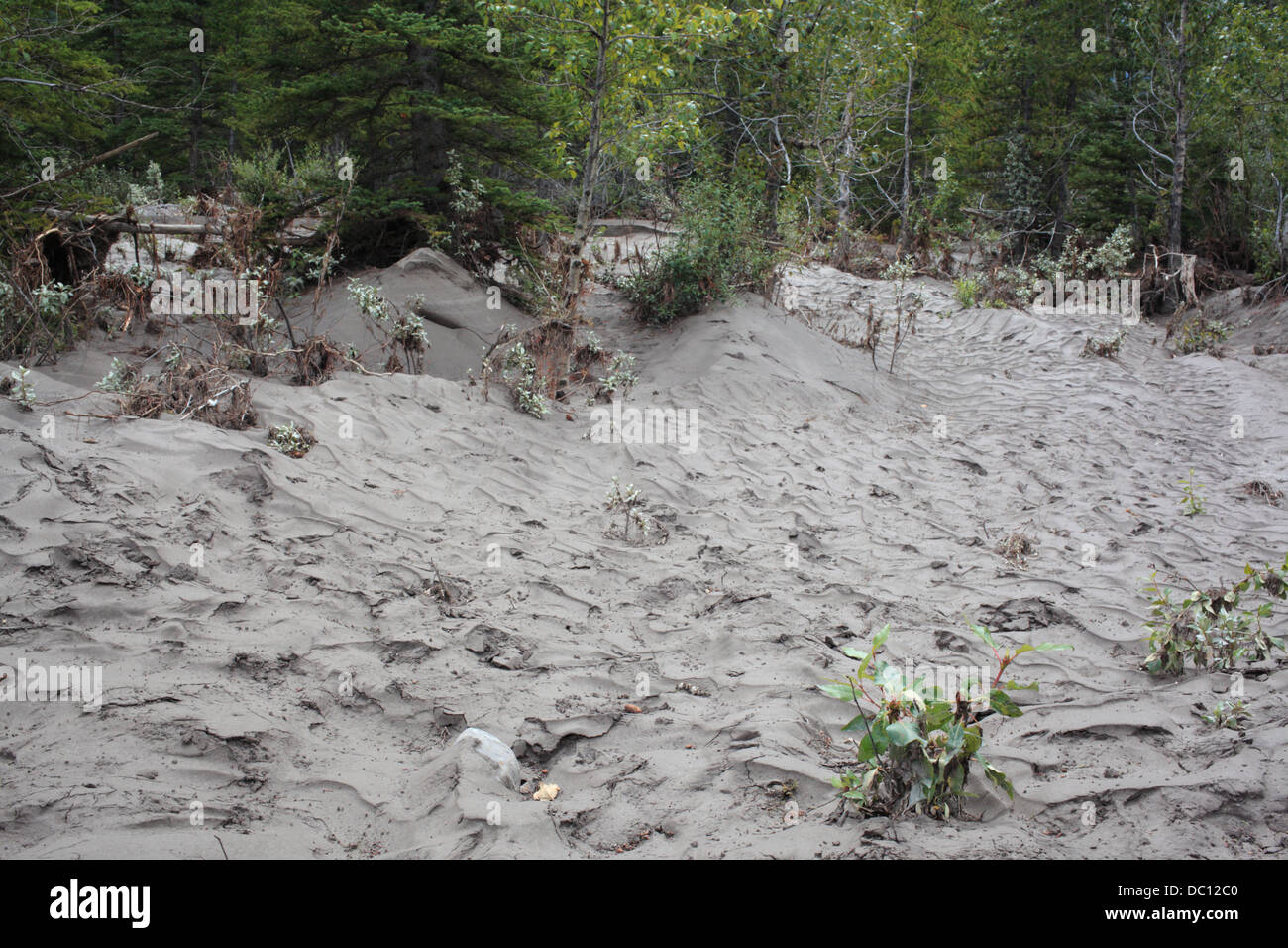 Silt on the forest floor in the wake of the historic Alberta flooding as seen across all of Kananaskis Country (Alberta). Stock Photo