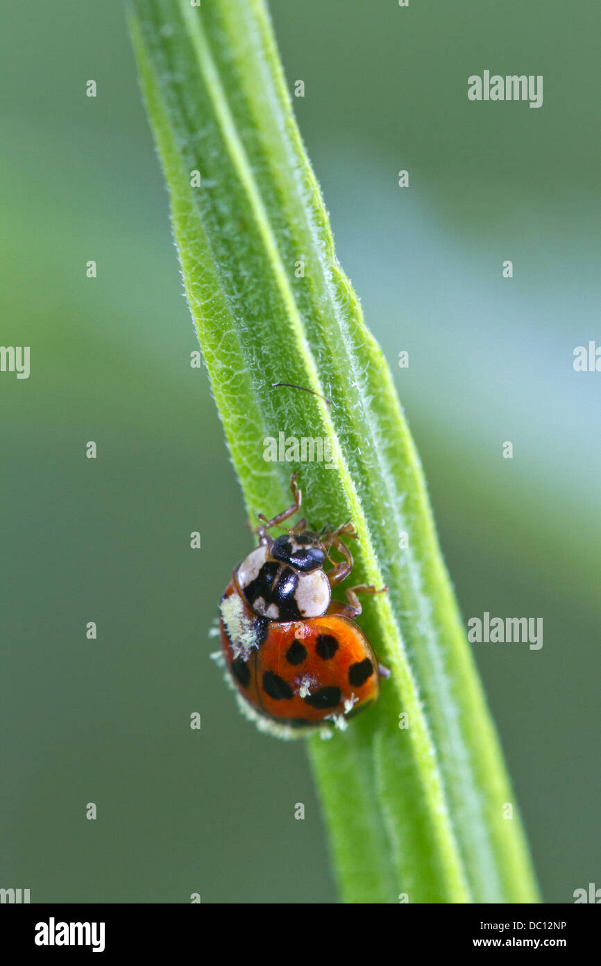 Multicolored Asian Lady Beetle (Harmonia axyridis) infected with Laboulbeniales fungus Stock Photo