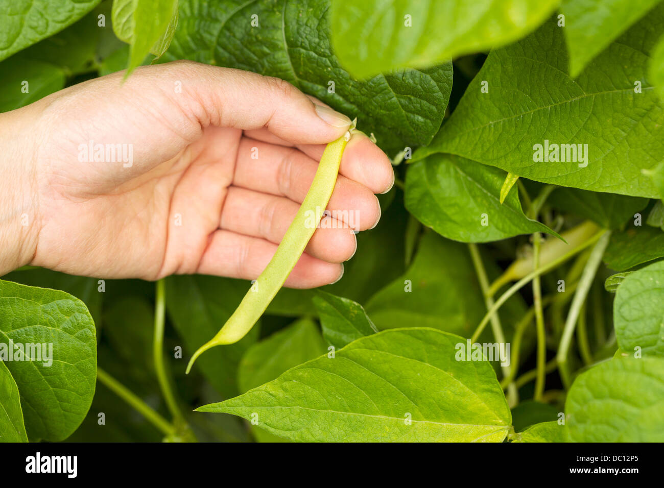 Horizontal photo of female hand holding a single fresh large bean with garden in background Stock Photo