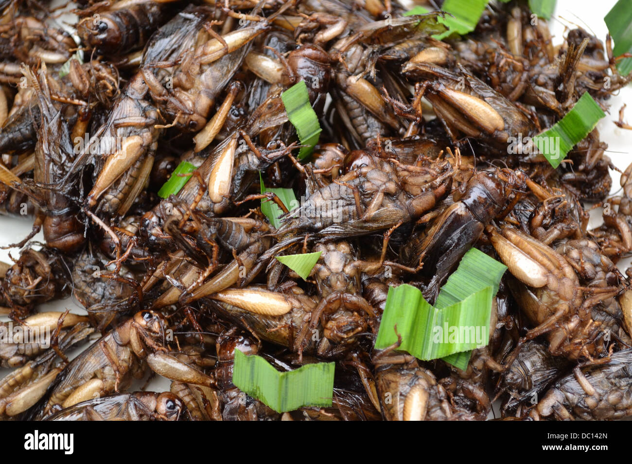 Fried Crickets as Isan food snack Thailand Stock Photo Alamy