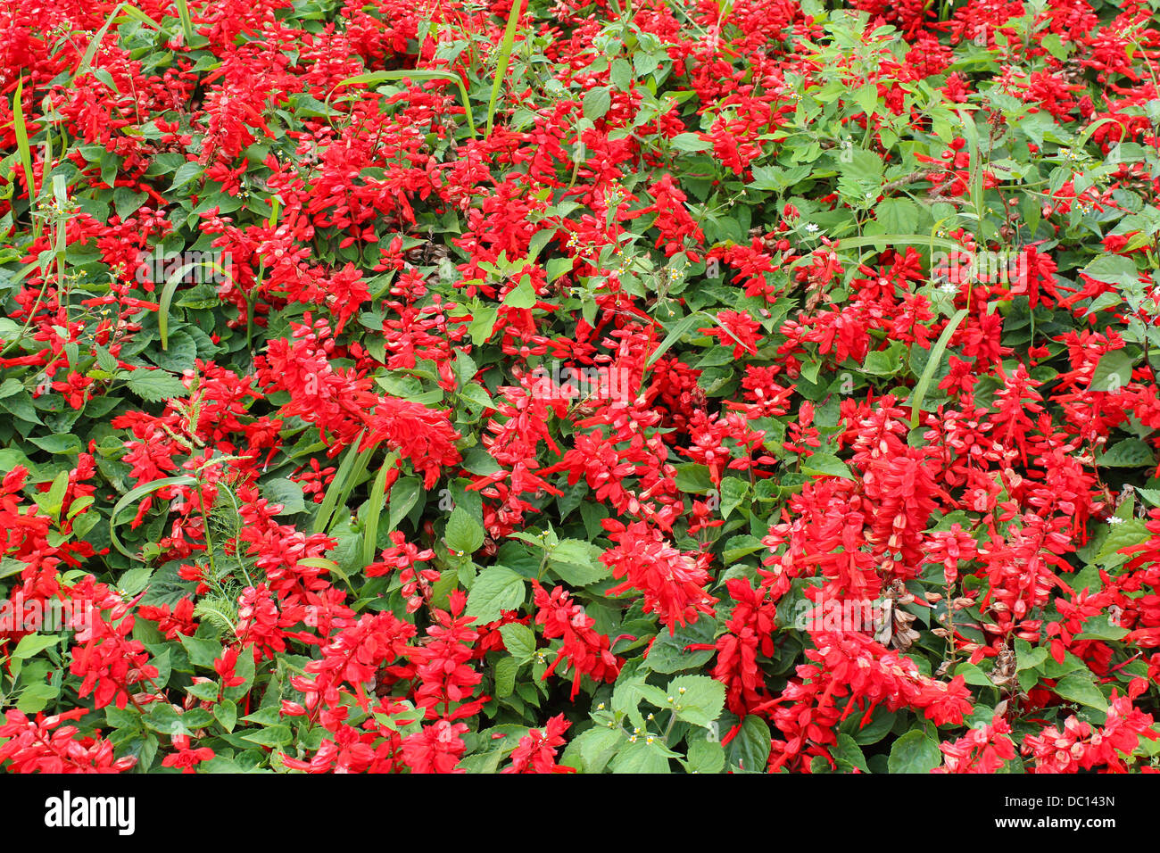 image of beautiful bed with flowers of salvia Stock Photo