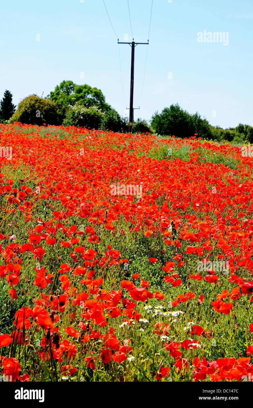 Telegraph poles in poppy field, Lichfield, Staffordshire, England ...
