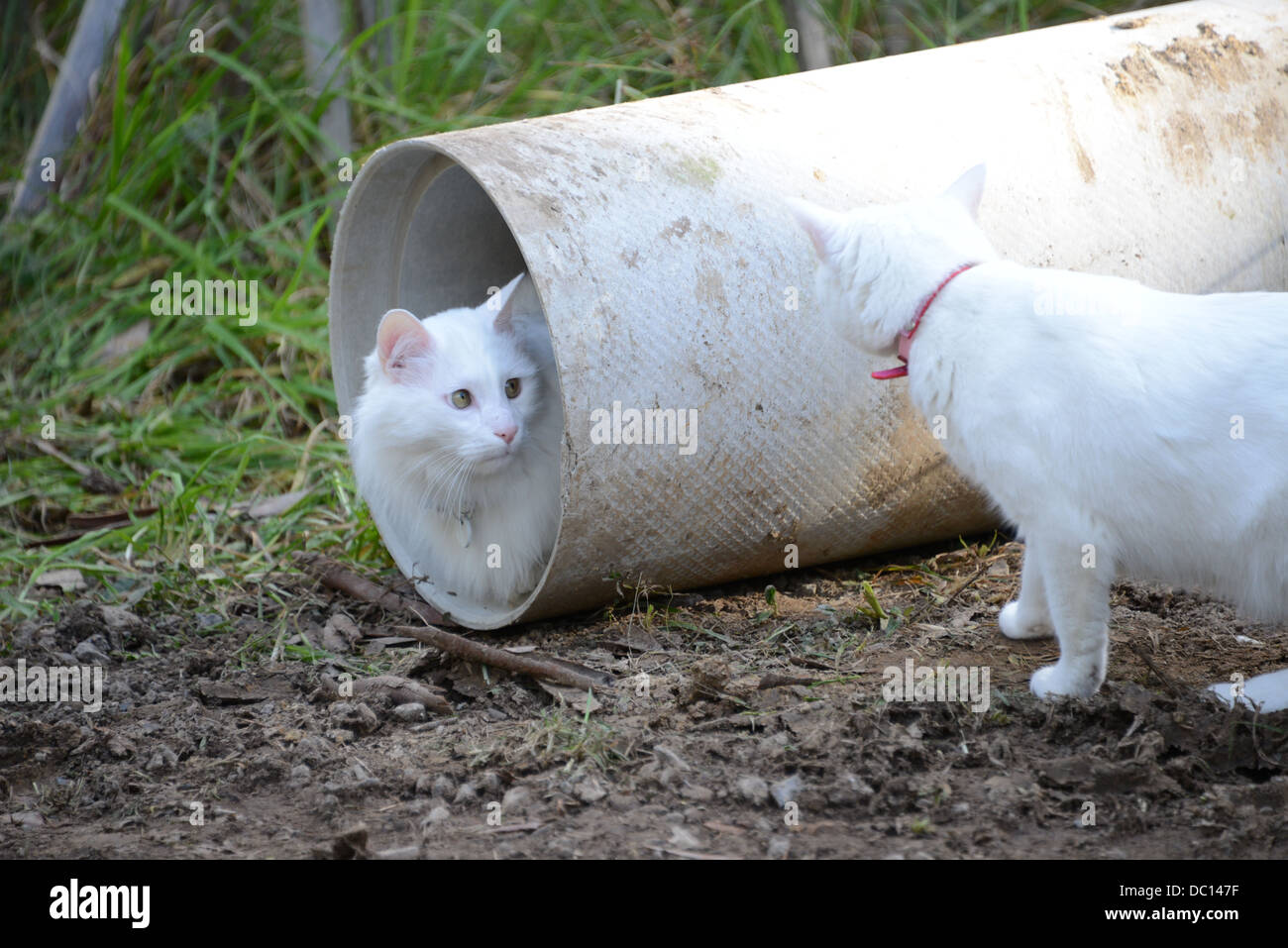 comical two white cat cats challenging each other over a drain pipe
