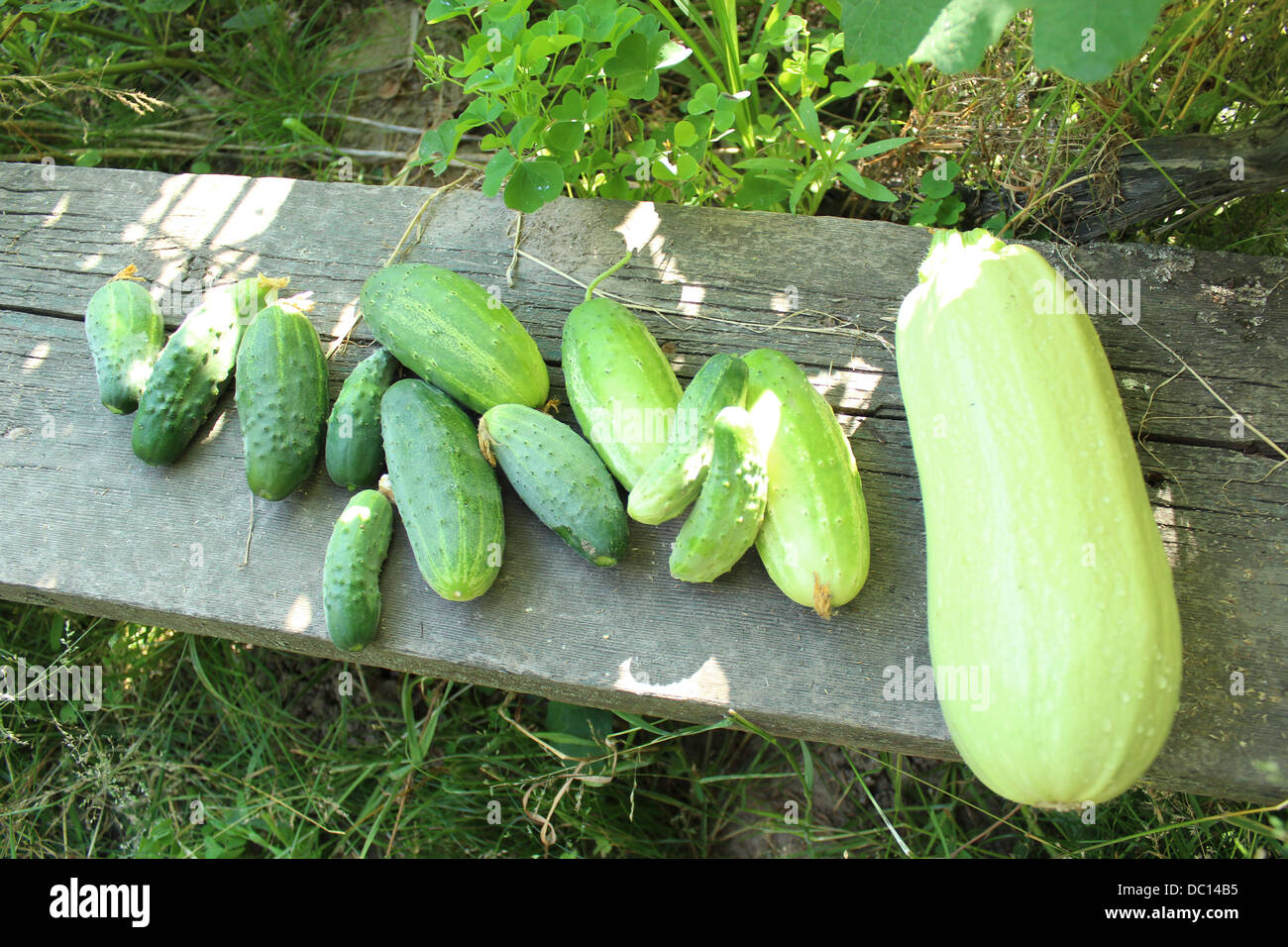 image of harvest of cucumbers and squash Stock Photo Alamy