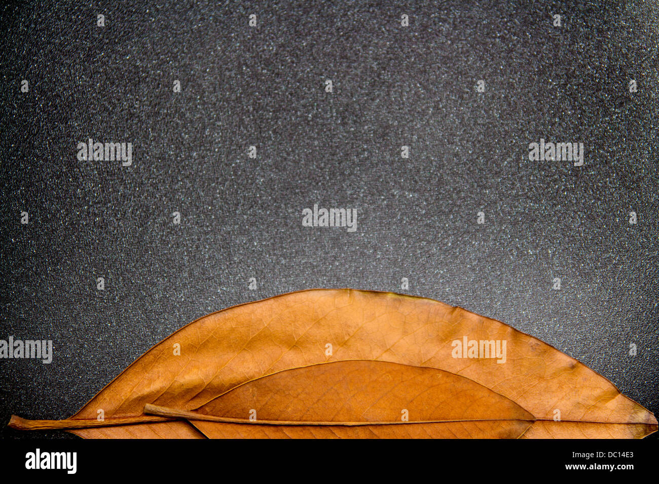 dark, black background with two old autumn leaves Stock Photo