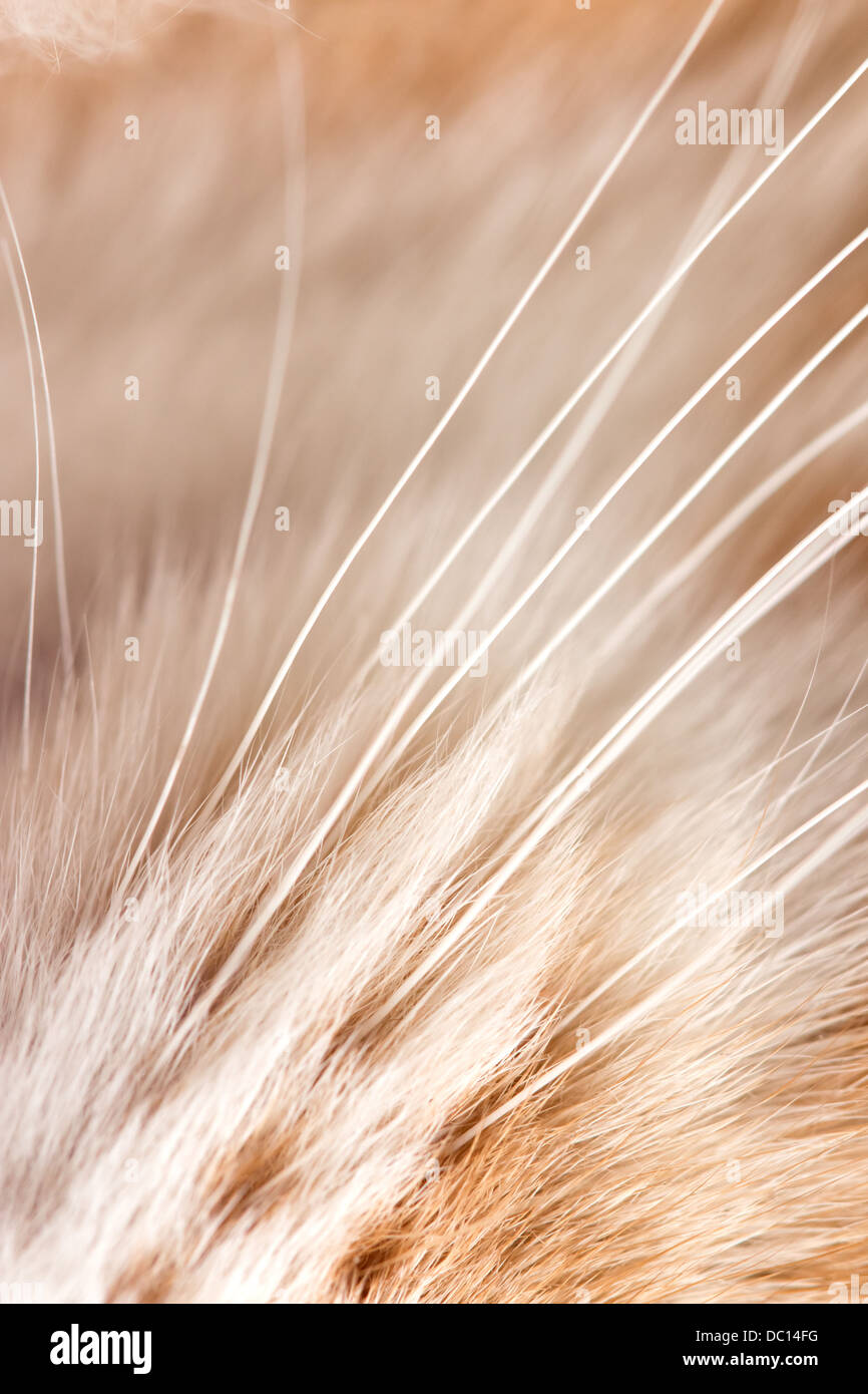 young ginger stripped siberian cat - closeup of whiskers - shallow depth of field Stock Photo