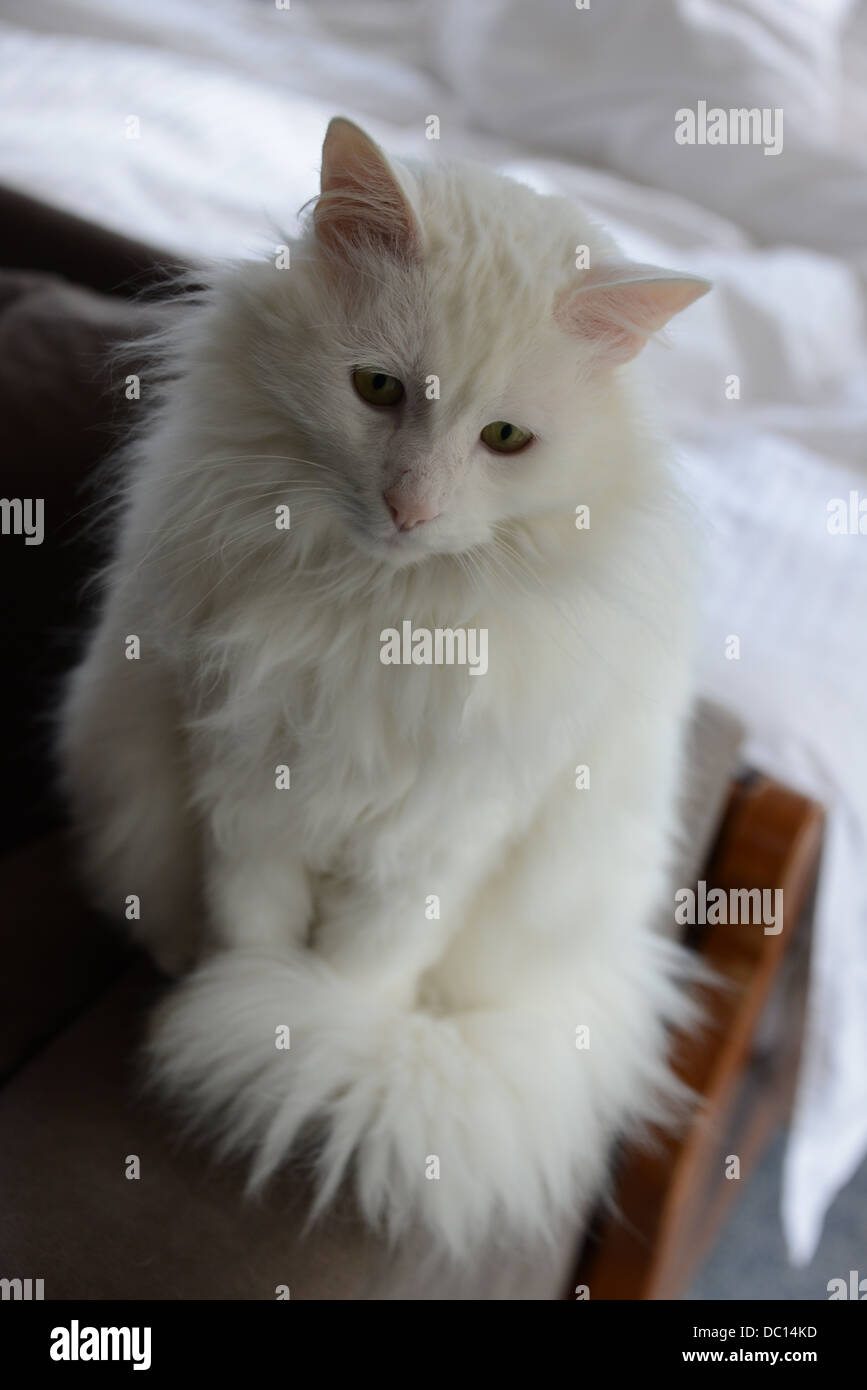 white cat with pink ears