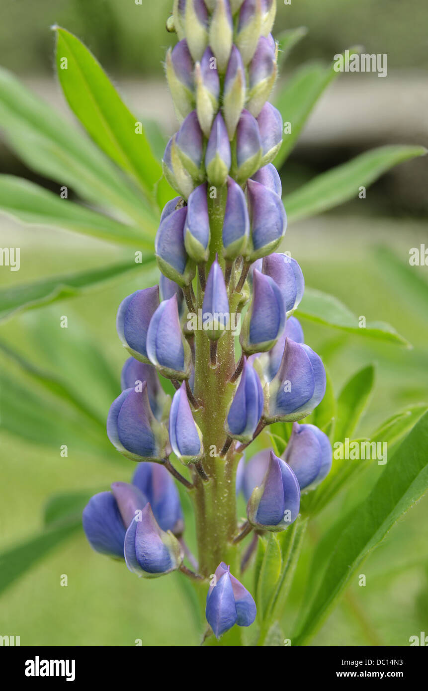 Beautiful purple flowers hi-res stock photography and images - Alamy