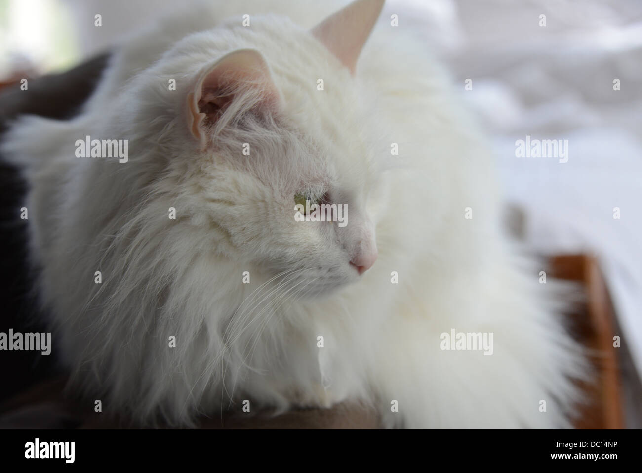 White cat portrait side profile on sofa turkish angora pedigree champion. pink ears and nose Stock Photo