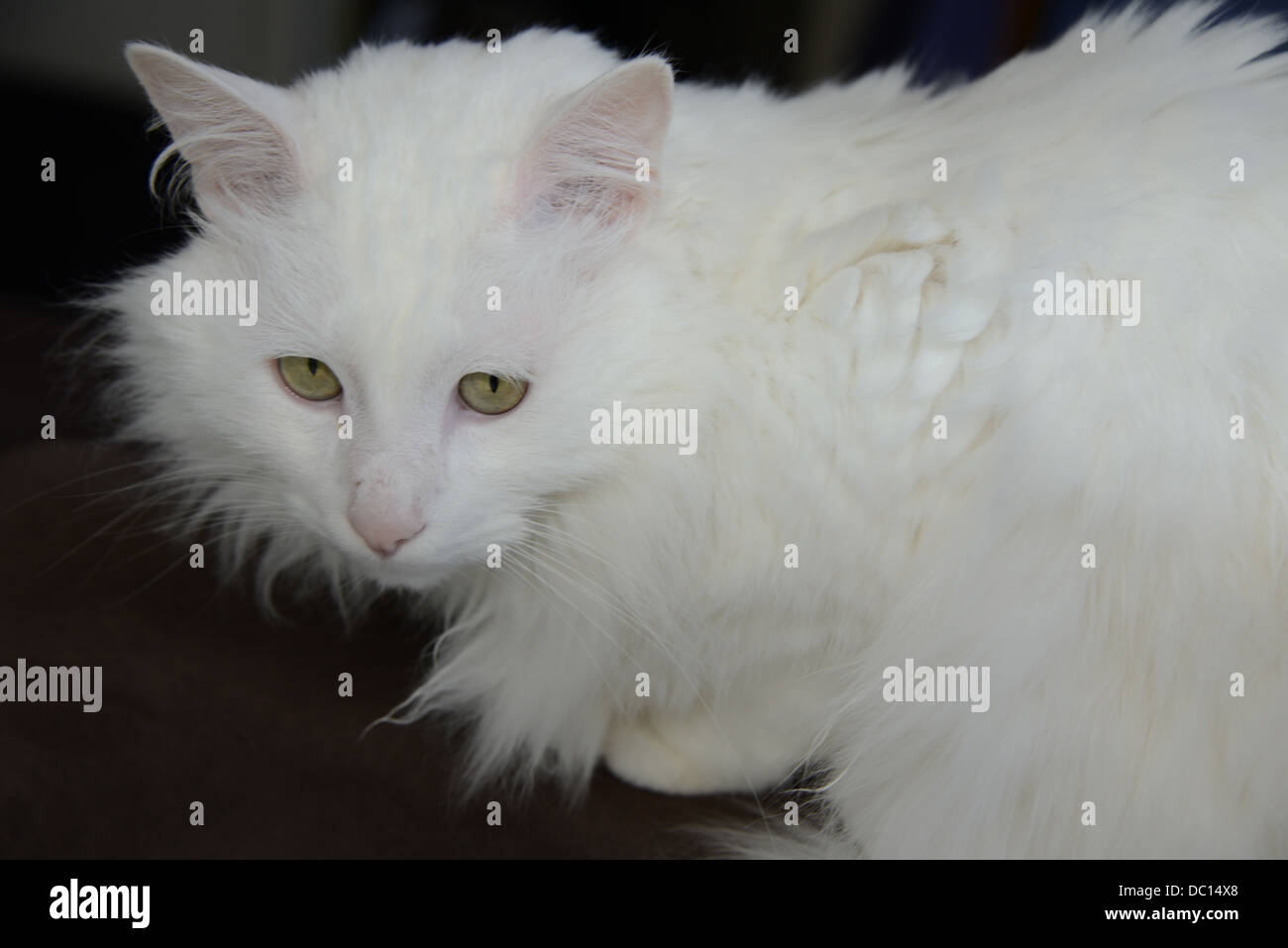 White cat portrait seated dark background  pink ears and nose turkish angora  cat pedigree champion. model release available. Stock Photo