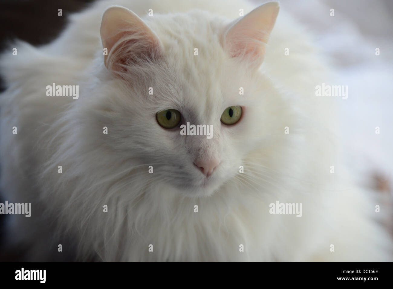 White cat portrait  with soft light Turkish angora pedigree champion. with model release pink ears and nose Stock Photo