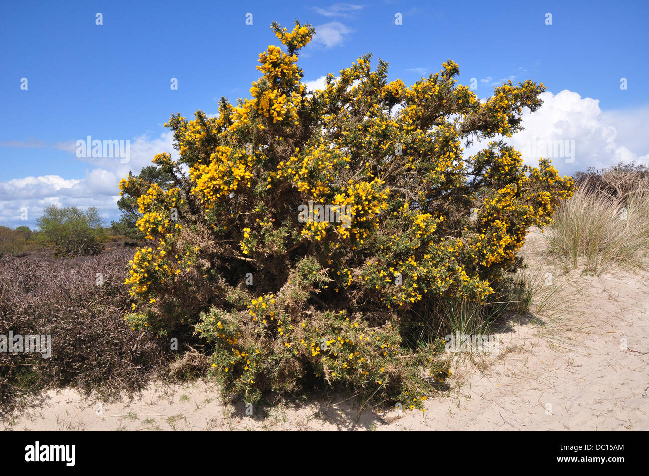 A gorse bush in bloom on Studland Heath Dorset UK Stock Photo