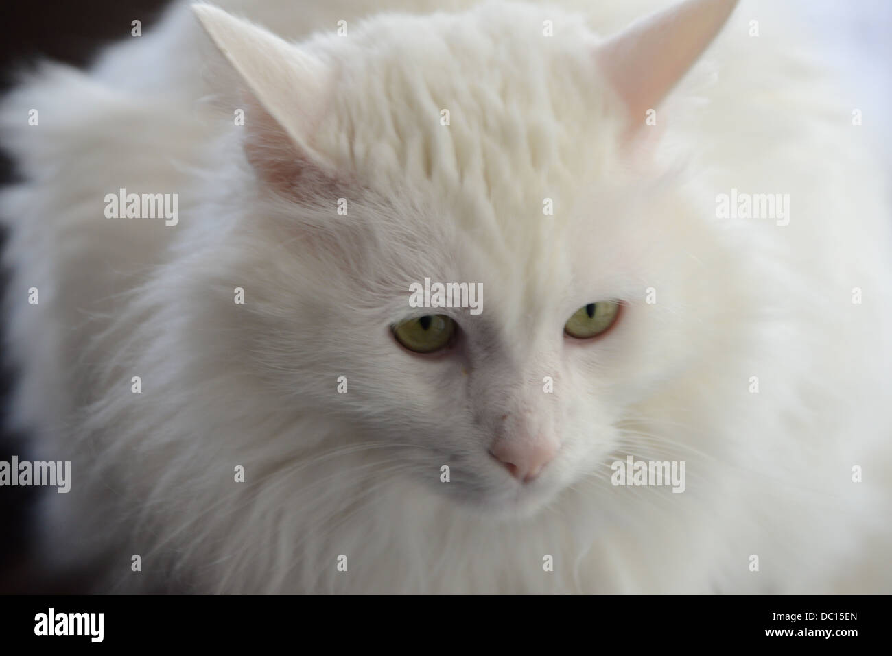 portrait of White  cat pedigree Turkish Angora cat 6 years old green yellow eyes pink nose and pink ears fluffy sitting closeup Stock Photo