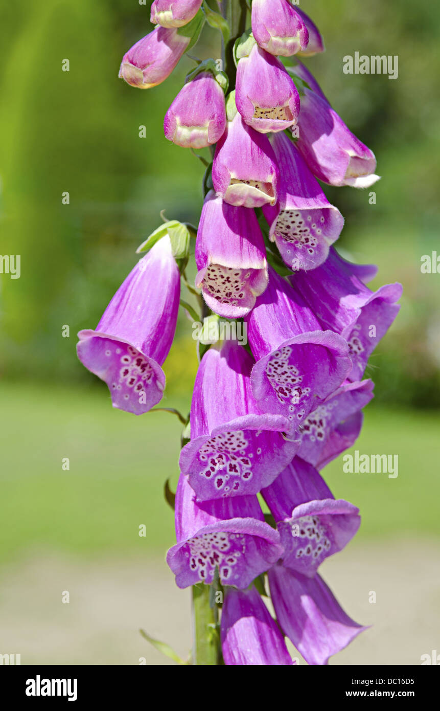 Violet bells flower , Mughal Garden, Srinagar, Jammu & Kashmir, India Stock Photo