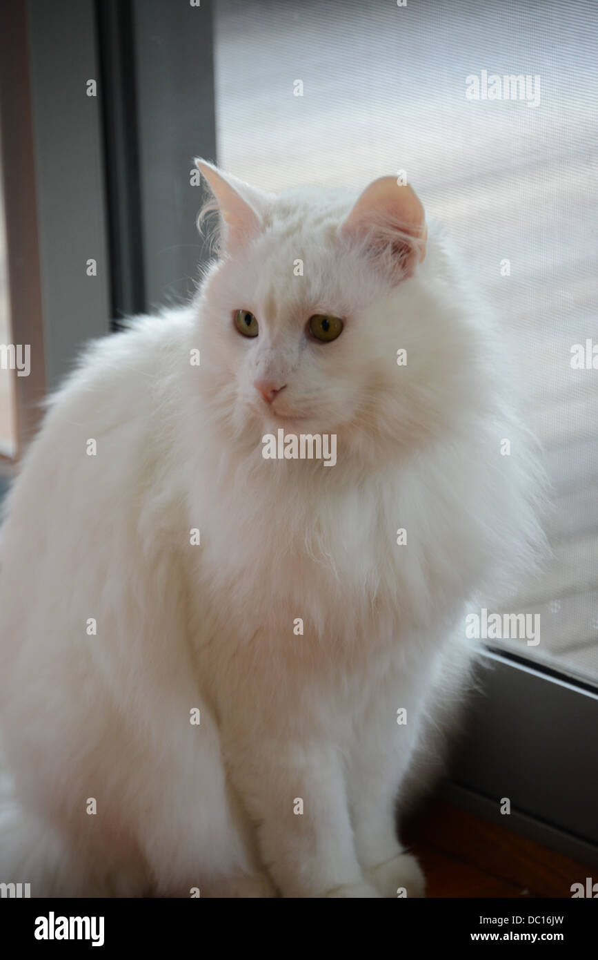 White cat portrait standing by window with bright sunshine turkish angora pedigree champion. pink ears and nose Stock Photo