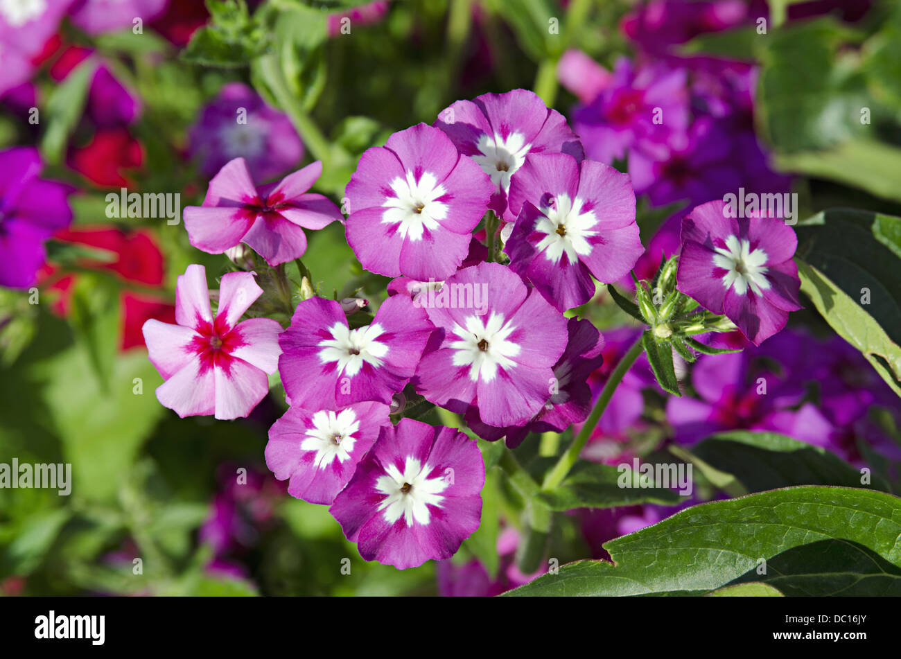 Violet bells flower , Mughal Garden, Srinagar, Jammu & Kashmir, India Stock Photo