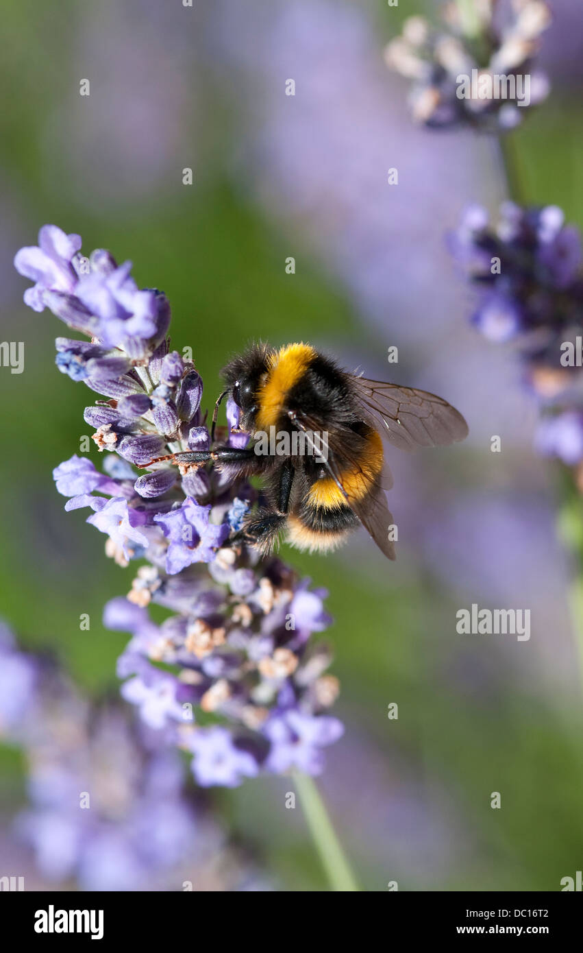 bee collecting pollen from lavender plant Stock Photo Alamy