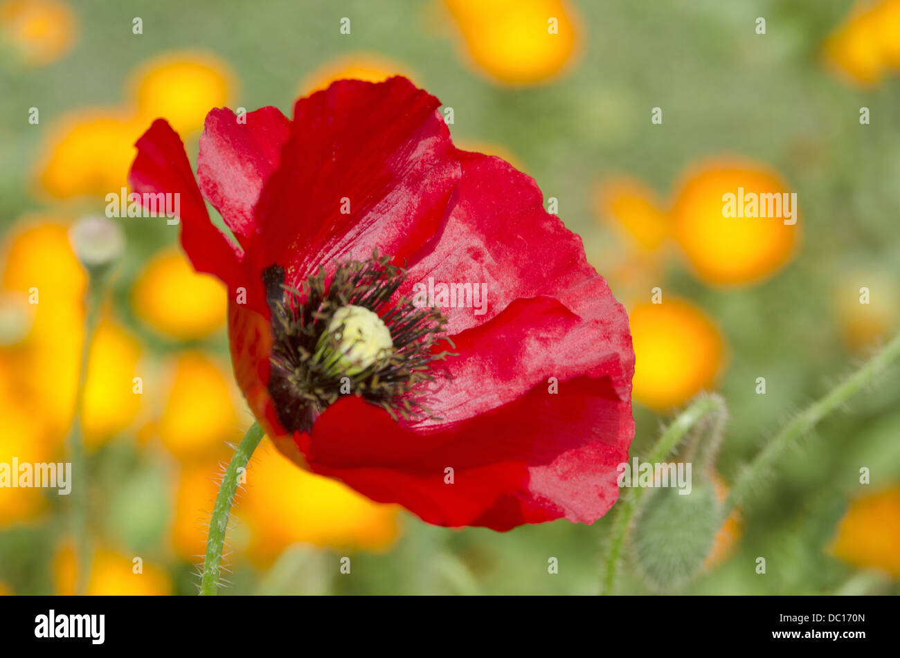 Red flowers, Mughal Garden, Srinagar, Jammu & Kashmir, India Stock