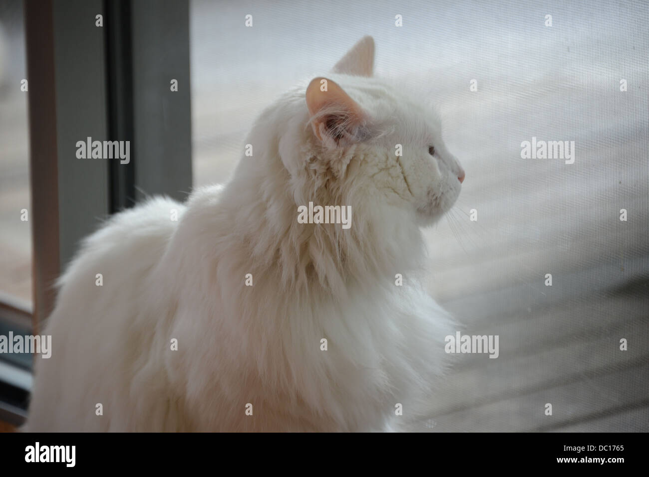 White cat portrait standing by window with bright sunshine turkish angora pedigree champion.portrit profile Stock Photo