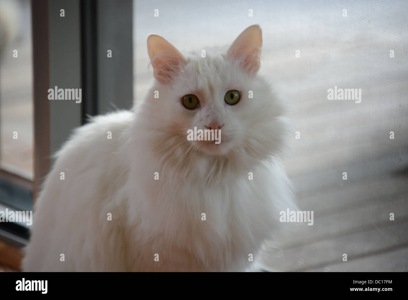 White cat portrait standing by window with bright sunshine turkish angora pedigree champion. model release available Stock Photo