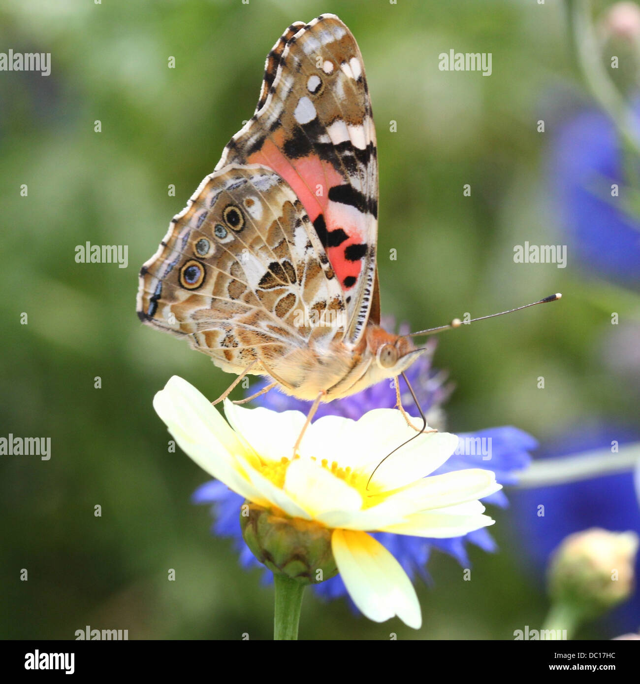 Detailed macro of a Painted Lady-butterfly (vanessa Cardui or Cosmopolitan) foraging on a variety of flowers (80 images in all) Stock Photo
