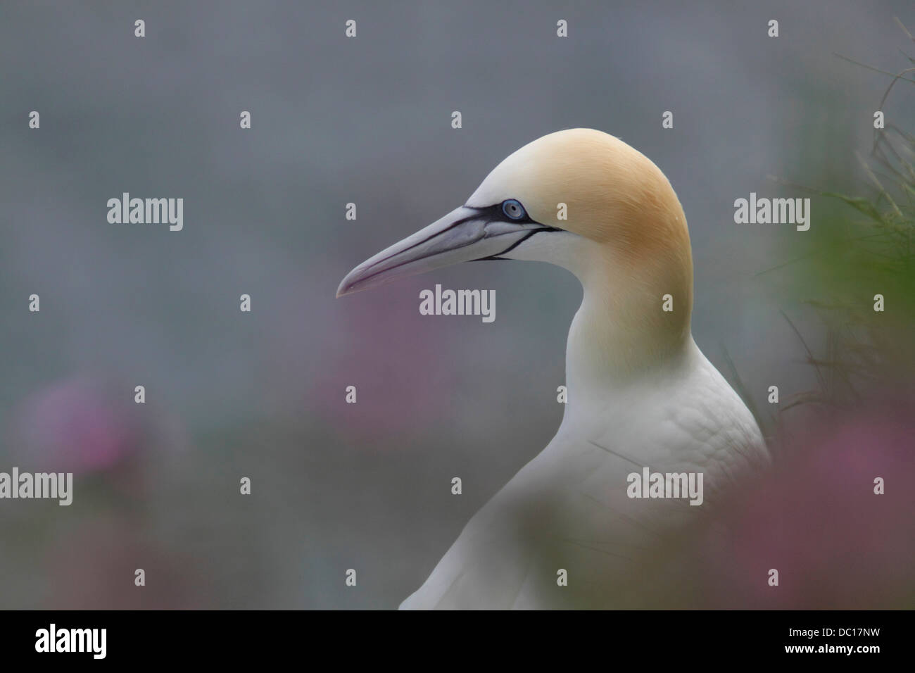 Gannet flowers hi-res stock photography and images - Alamy