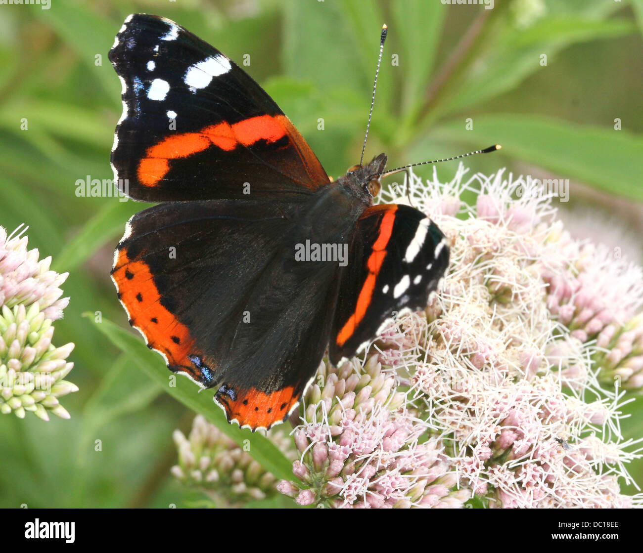 Red admiral butterfly (vanessa atalanta) Stock Photo