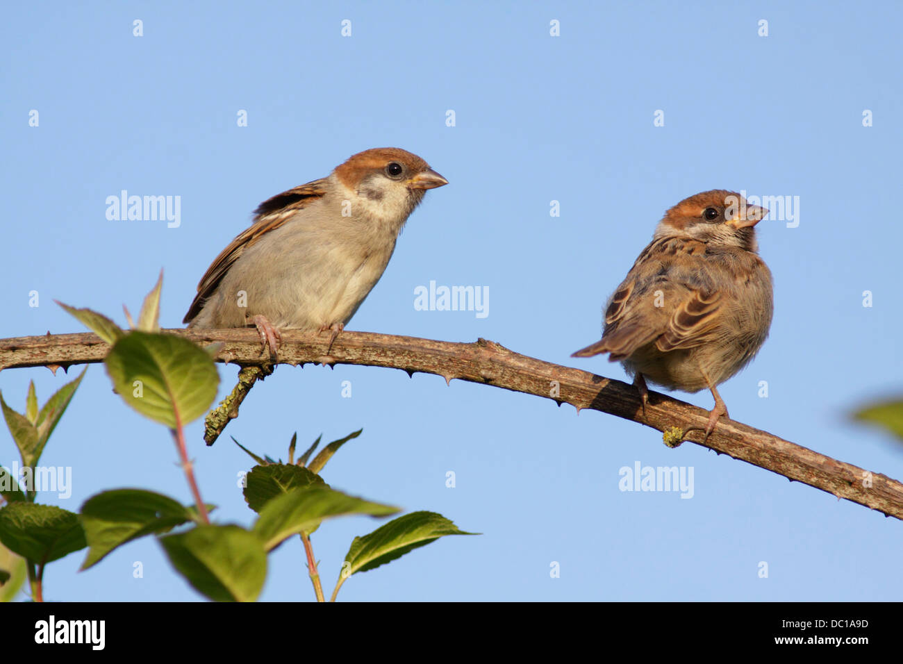 Eurasian Tree Sparrow (Passer montanus) two immature birds, on bramble,  East Yorkshire, England Stock Photo