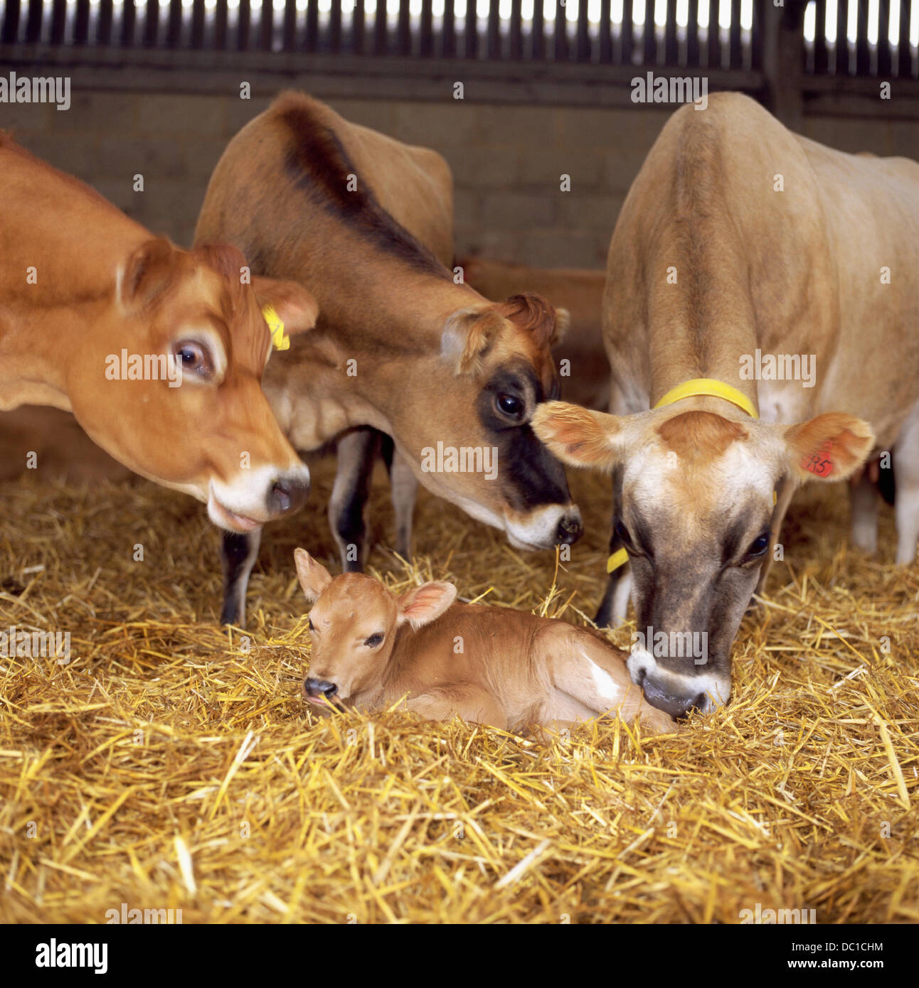 Jersey calf england hi-res stock photography and images - Alamy