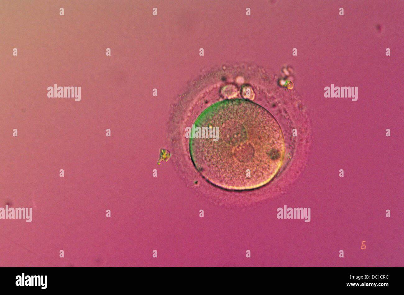 Test tube fertilization hi-res stock photography and images - Alamy