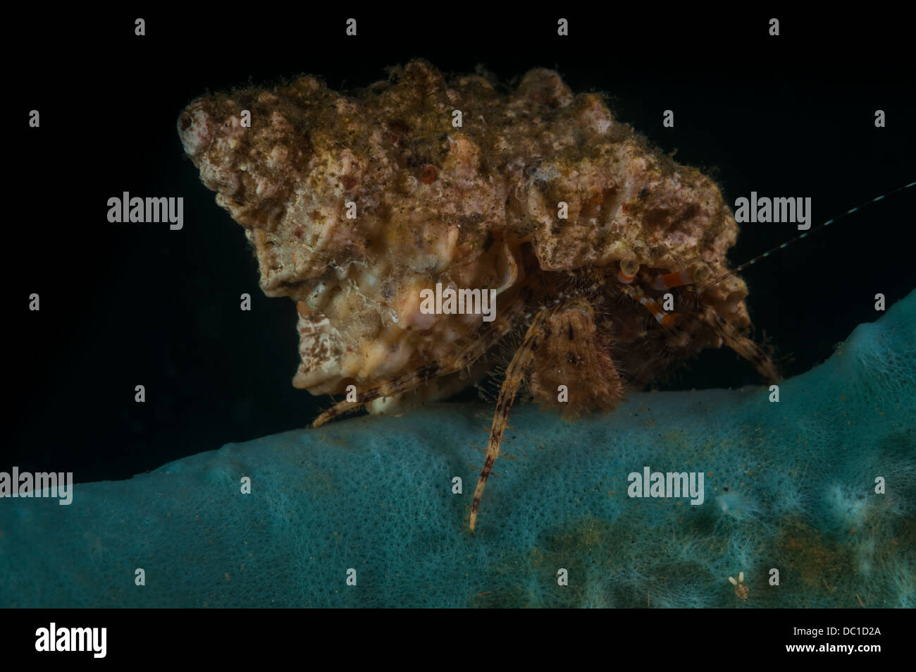 Hermit crab crawls across hard corals, Aer Prange 3 divesite, Lembeh Straits Stock Photo