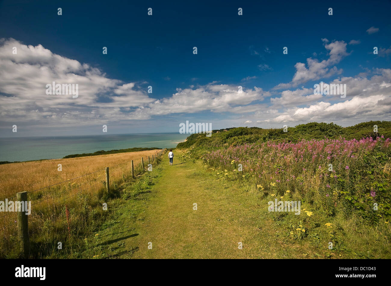 Hastings Country Park Nature Reserve, East Sussex, UK Stock Photo