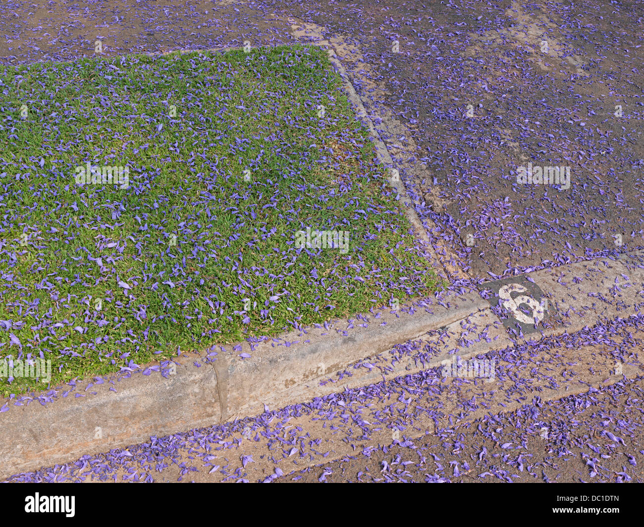 South Africa, Johannesburg, 2010. Jacaranda blossoms in the suburbs of Johannesburg. Stock Photo