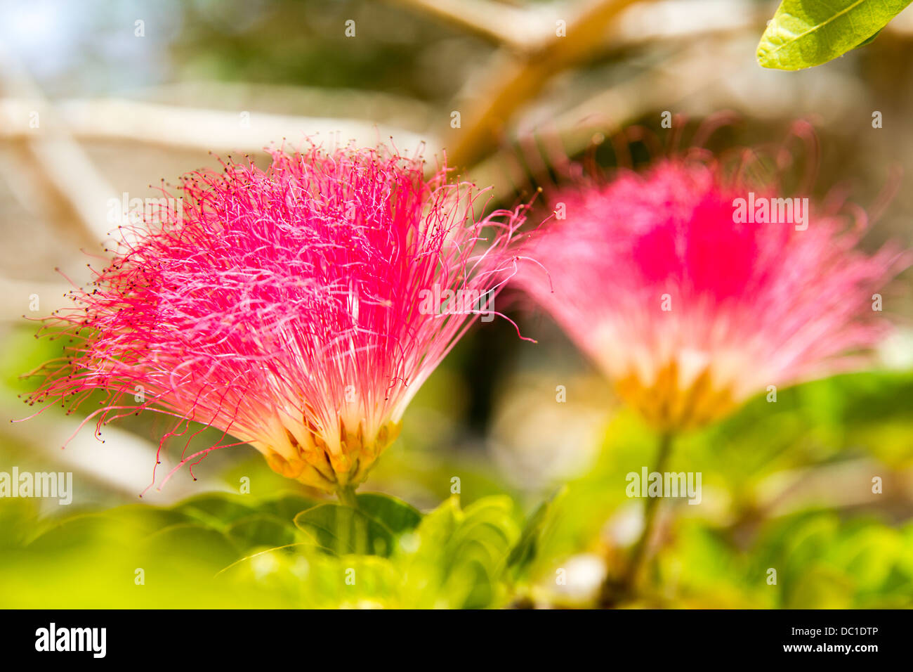 Pink powder puff Stock Photo