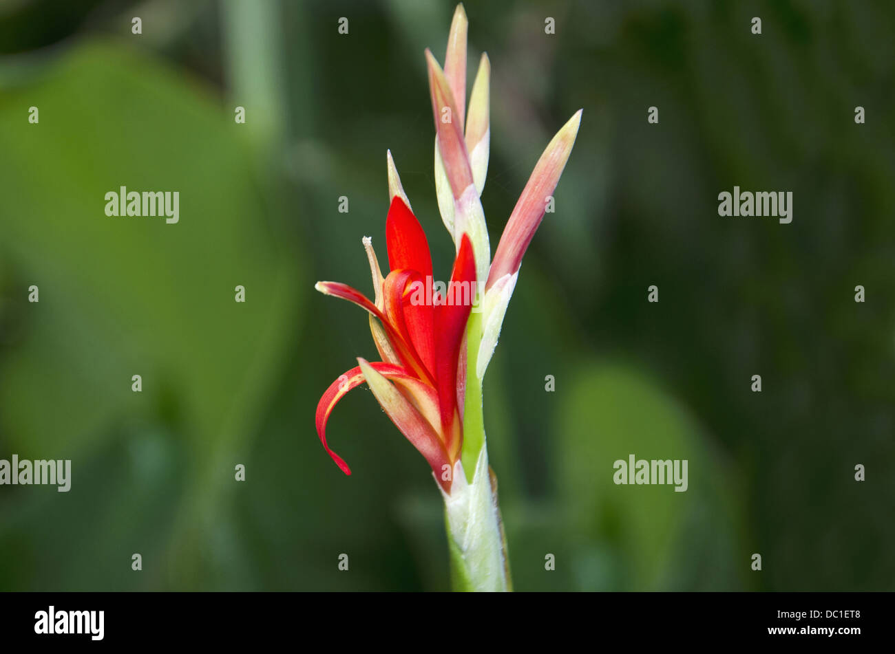 Kardali flower, Indian Shot or Canna Indica. Canna lily Stock Photo - Alamy