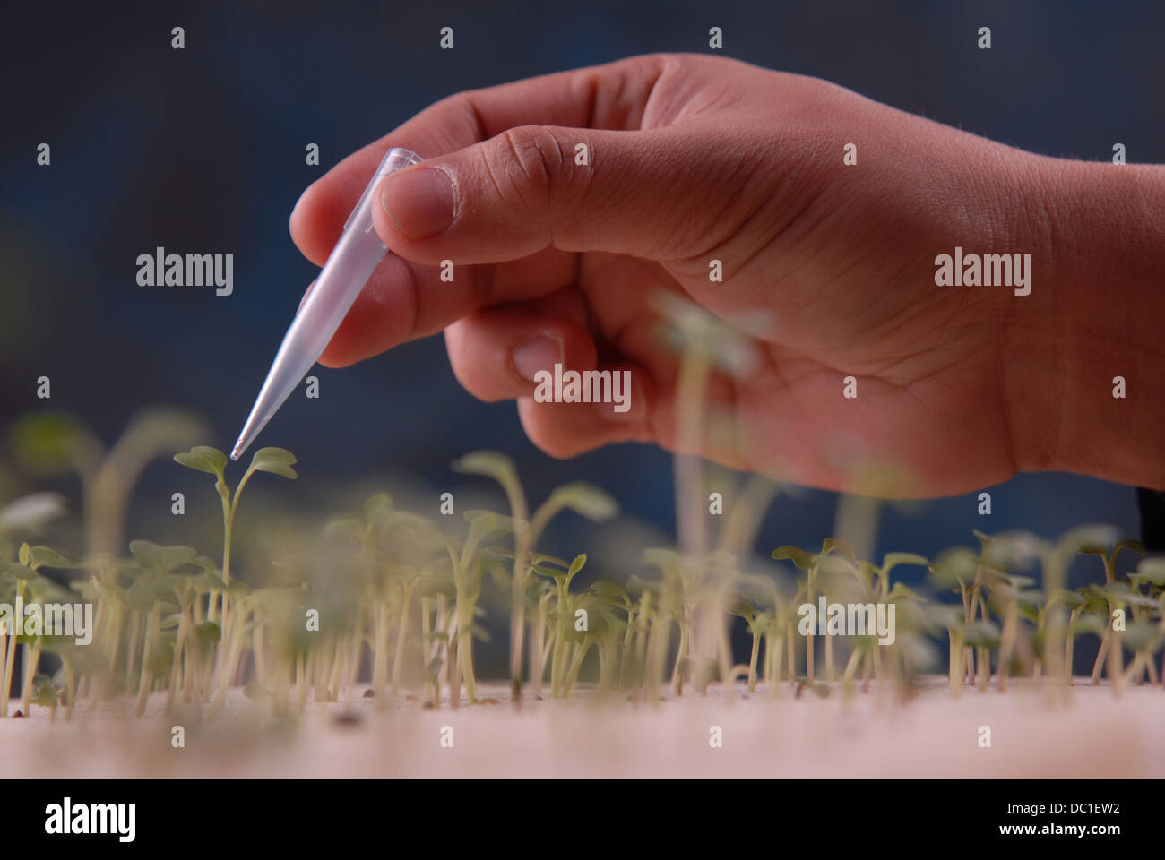 hand is droplet water to young plants Stock Photo
