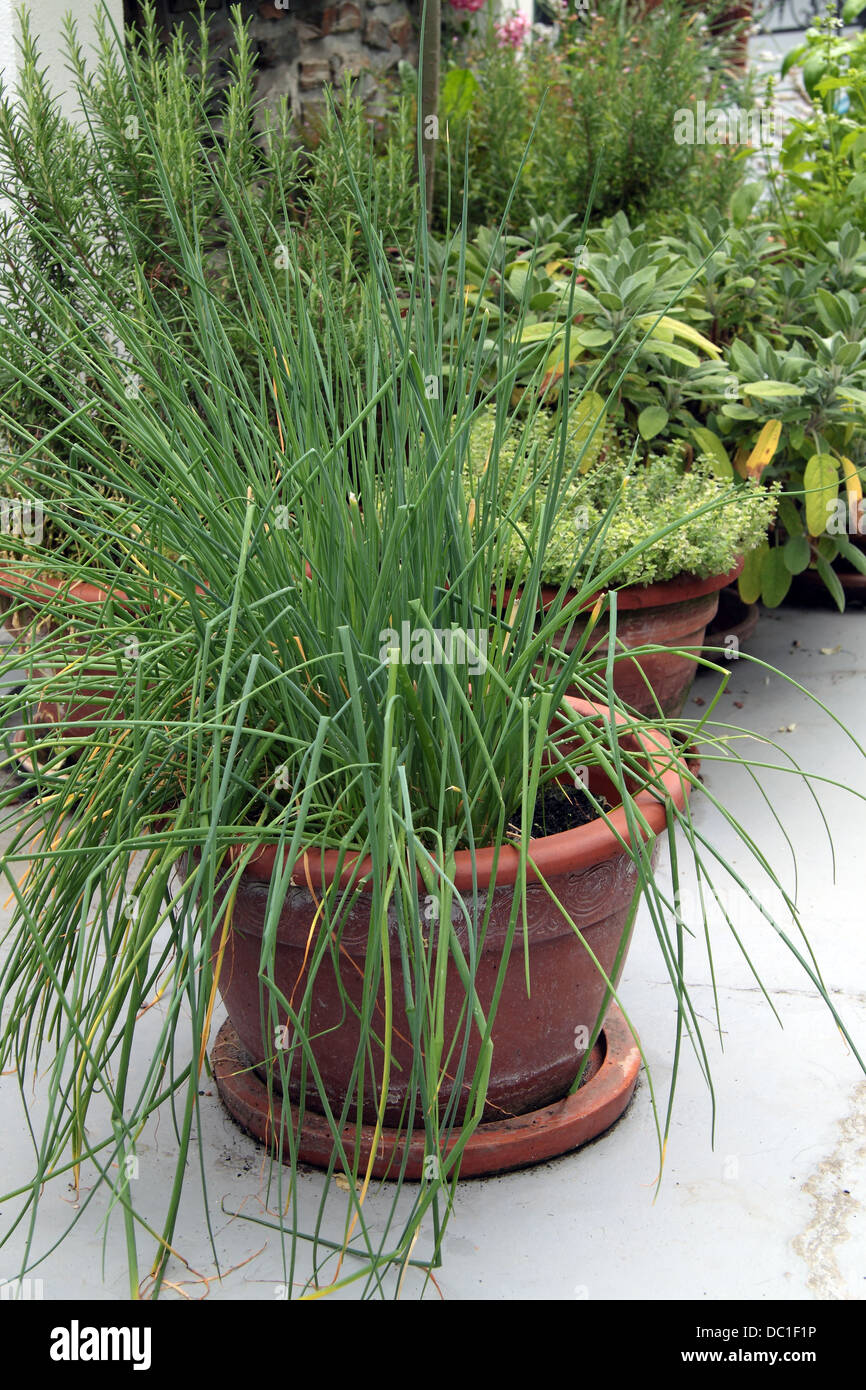 Chives is a 20-40cm plant also named Allium Schoenoprasum, grown in a garden pot on a veranda with different other herbs behind. Stock Photo