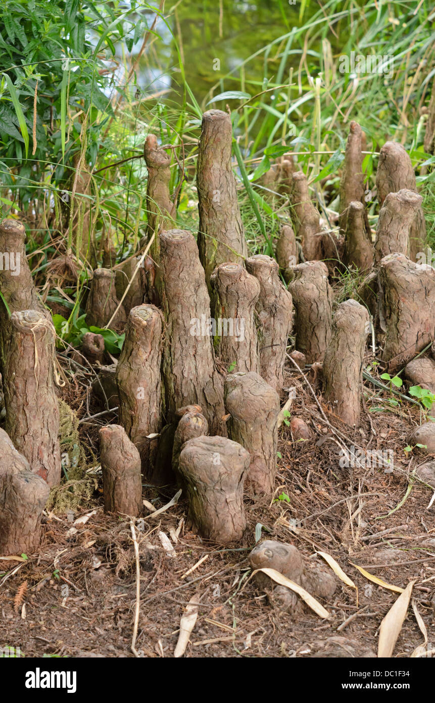 Swamp cypress (Taxodium distichum) with aerial roots Stock Photo