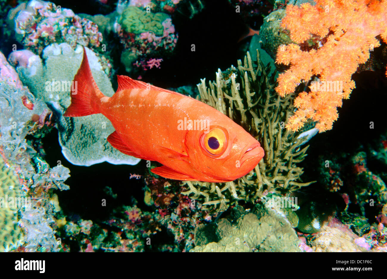 Glasseye snapper hires stock photography and images Alamy