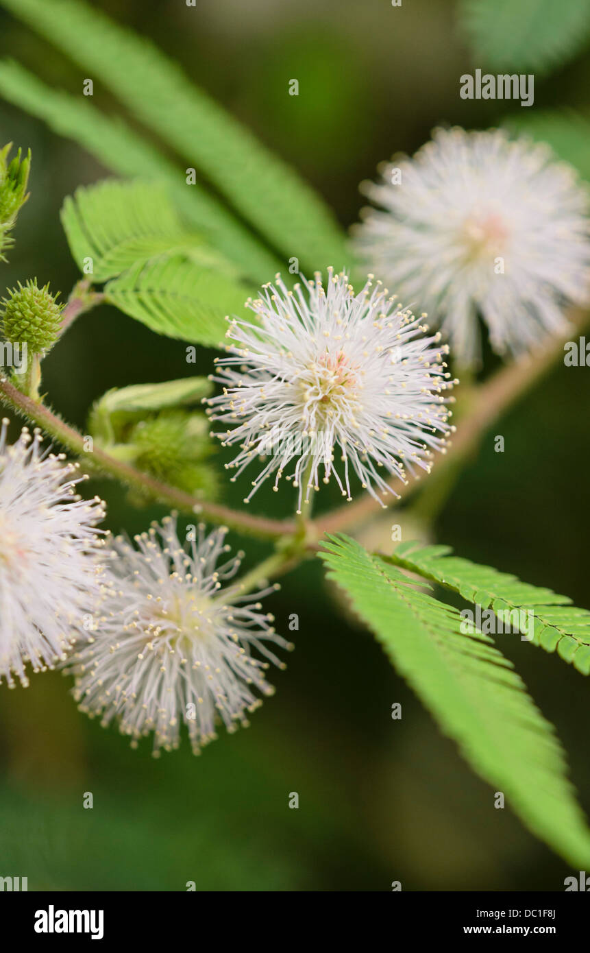 Sensitive plant (Mimosa polycarpa var. spegazzinii) Stock Photo