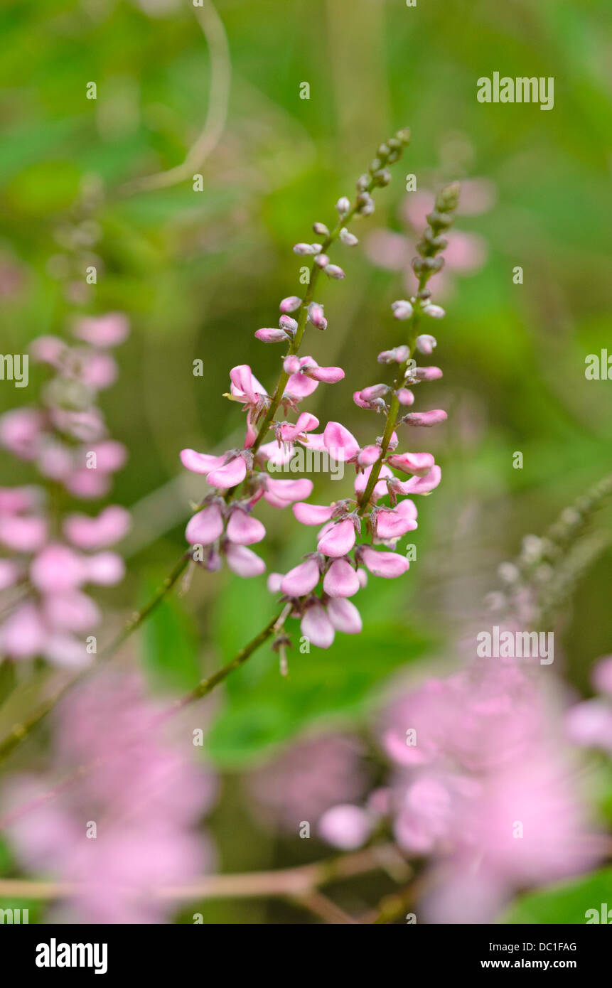 Pink-flower indigo (Indigofera amblyantha) Stock Photo
