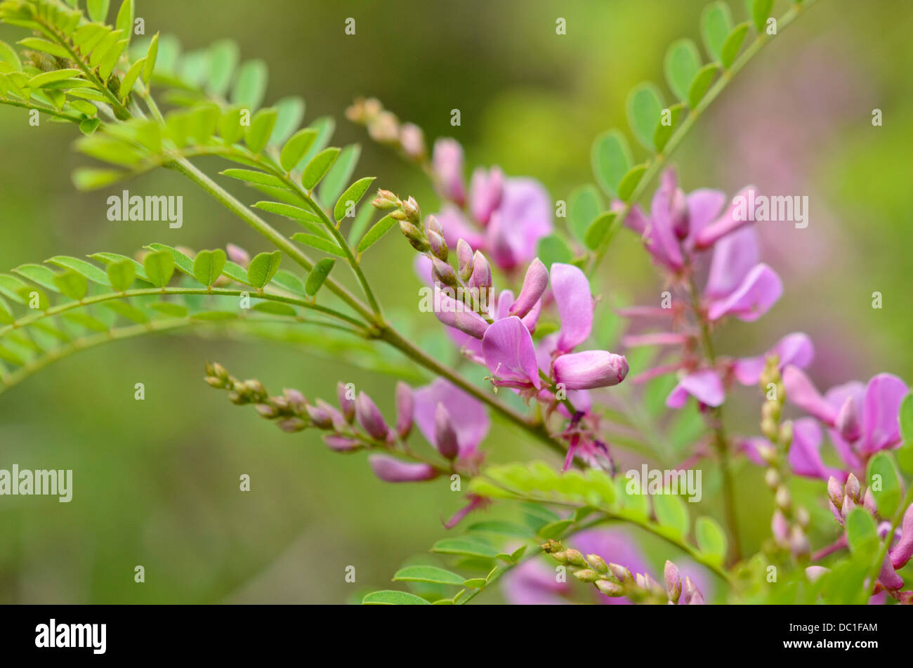 Himalayan indigo (Indigofera heterantha syn. Indigofera gerardiana) Stock Photo