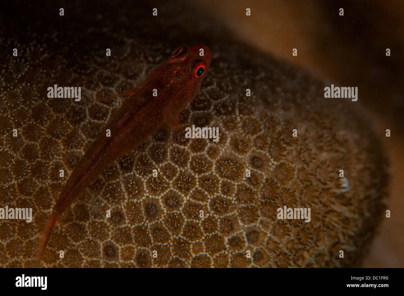 Goby (Gobiidae) sits and watches, Lembeh Straits, Indonesia Stock Photo