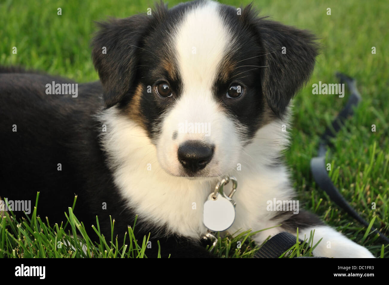 Collie dog puppy Stock Photo