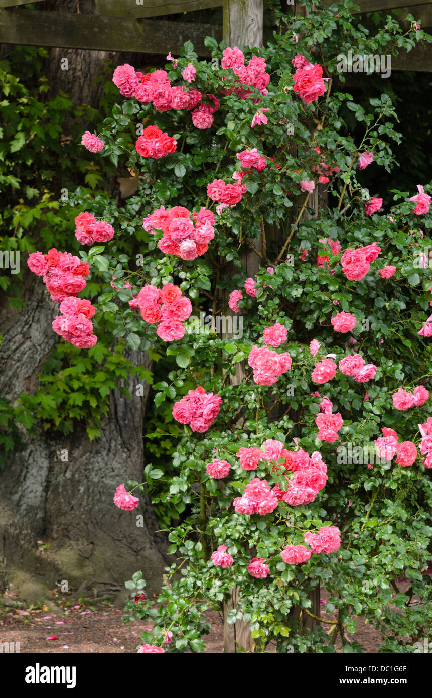 Climbing rose (Rosa Rosarium Uetersen Stock Photo - Alamy