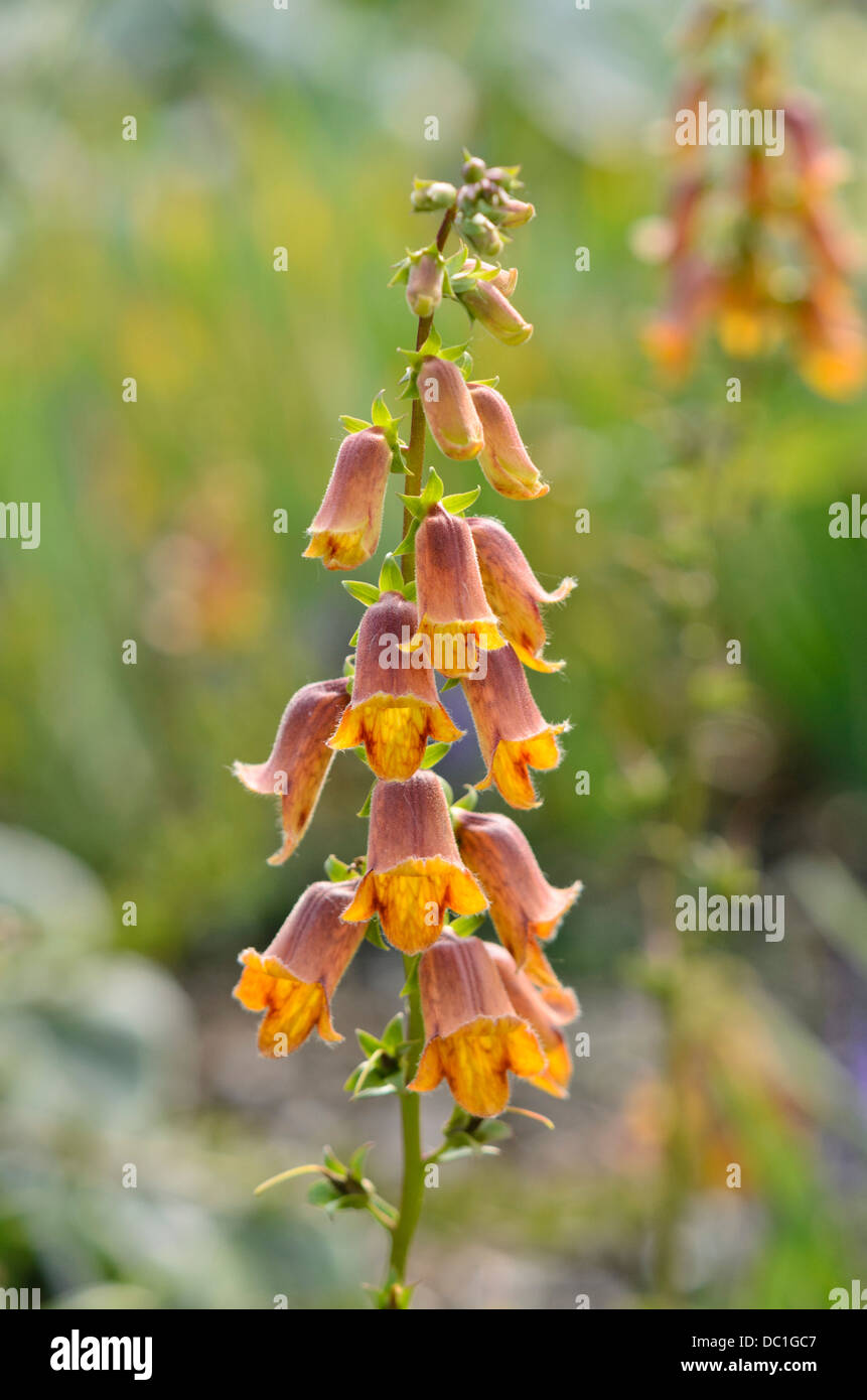 Sunset foxglove (Digitalis obscura Stock Photo Alamy