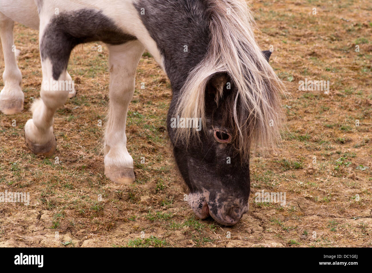 Miniature Pony Grazing Stock Photo