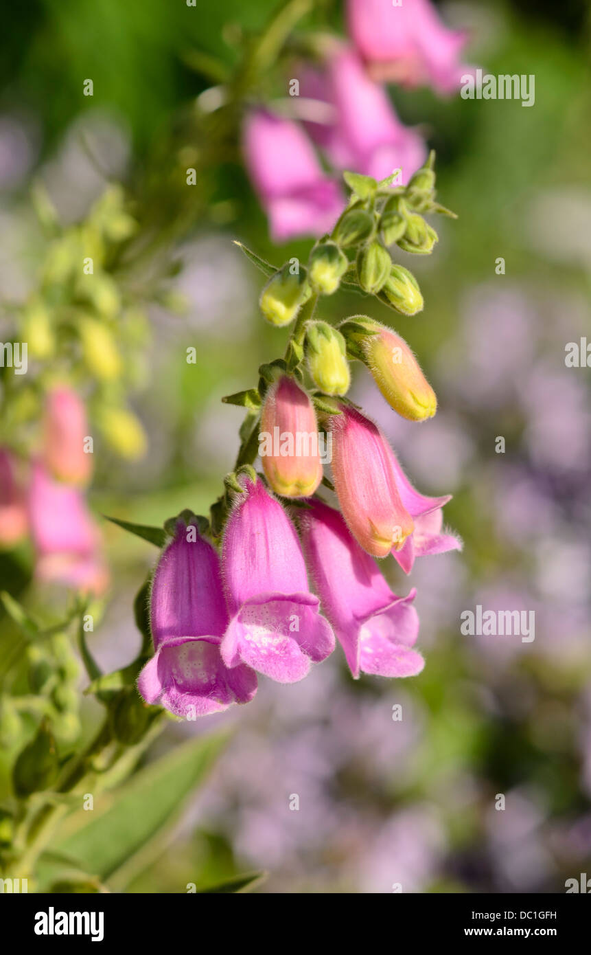 Spanish foxglove (Digitalis thapsi 'Spanish Peaks' Stock Photo Alamy