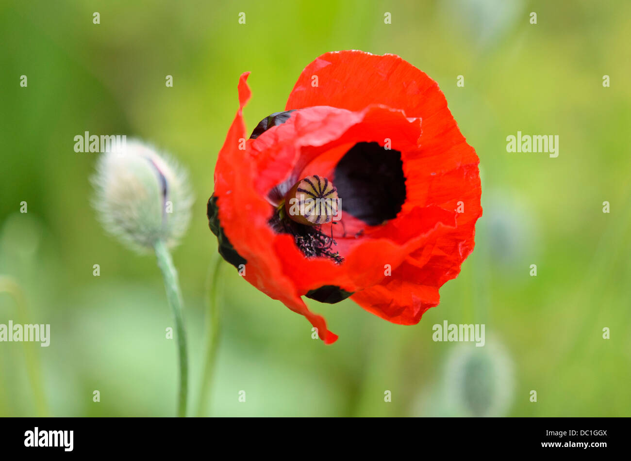 Ladybird poppy (Papaver commutatum) Stock Photo